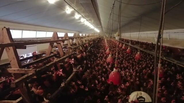 L'élevage de poules pondeuses en Label Rouge