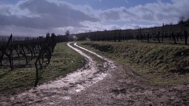 L'art de la vigne et du vin