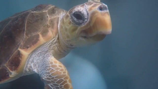 Expert en tortues d'eau marine