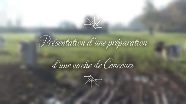 Préparatrice de concours bovins.
