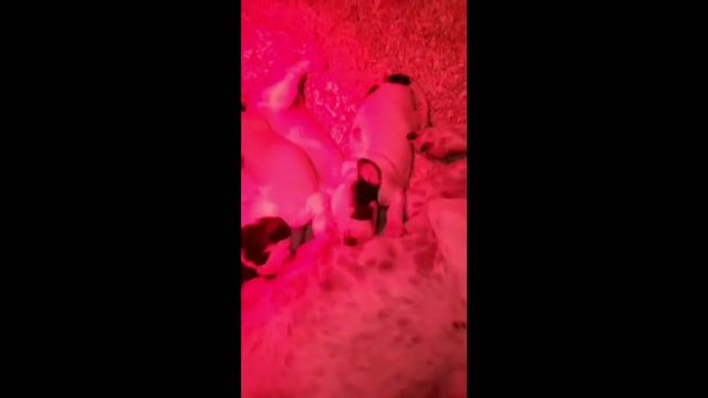 Eleveur canin: un métier complètement Wouf!
