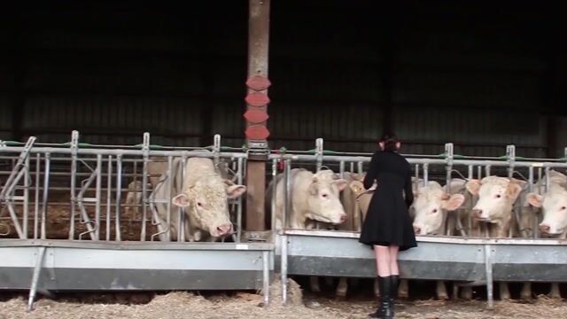 Les néos ruraux à la ferme présentent : drôle d'éleveur