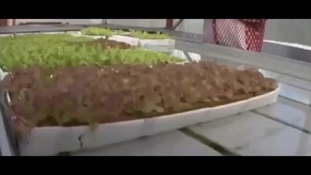 Le monde de l’agriculture à la réunion