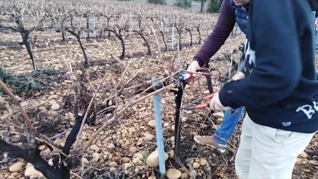 Viticulteur : La gloire de mon père