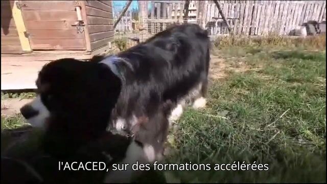 L'élevage canin, éleveur à temps plein