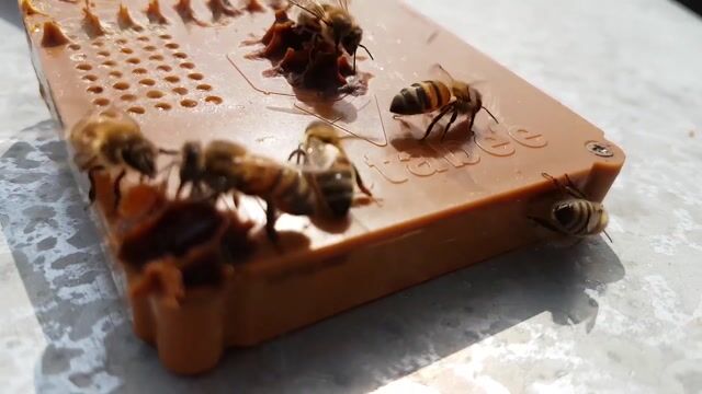 Detective Bee