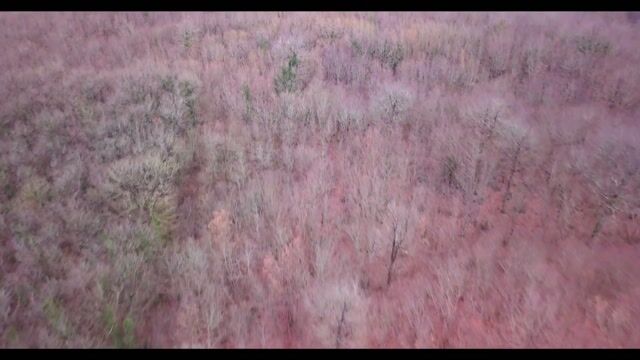 Les métiers cachés de la Forêt