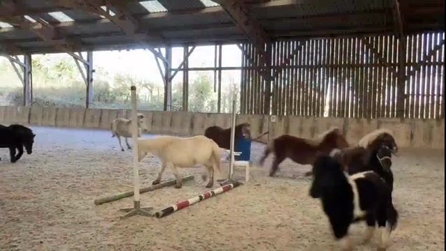 Professeur d'équitation