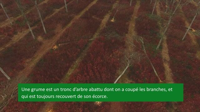 Le responsable du parc à grumes