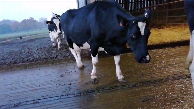 Ma vie dans ma peau de vache