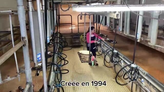 La traite des vaches laitières