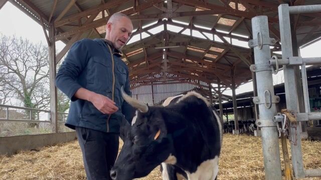 La Bretonne Pie Noire, une vache à préserver