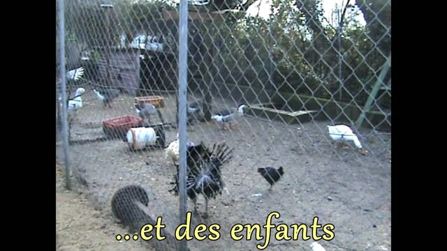 Les meilleurs amis des animaux