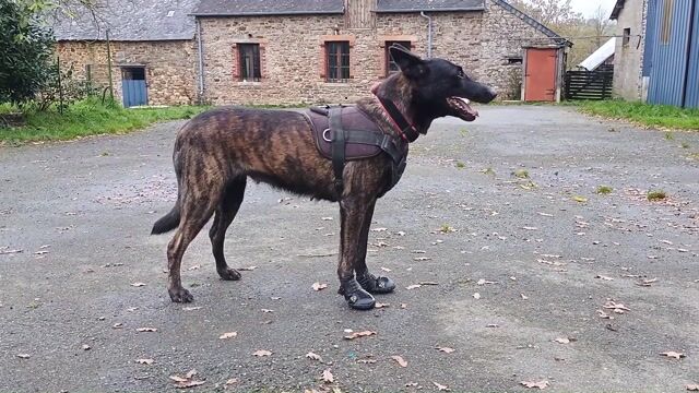 Une femme, un chien, votre sécurité