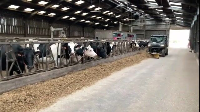 Pareur: le pédicure des vaches.