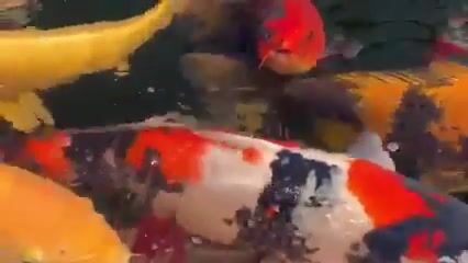 Koï carp breeder