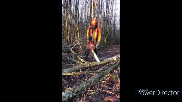 Ca crac' en forêt
