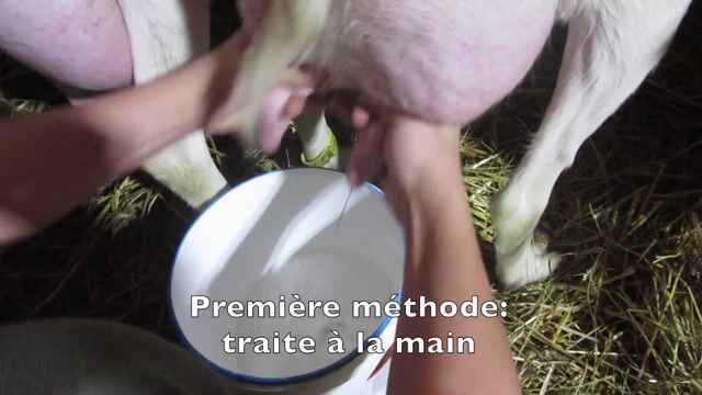 évolution de la traite des chèvres