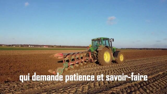 La récolte de pommes de terre