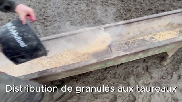 Présentation d'un élevage bovin allaitant et un élevage laitier