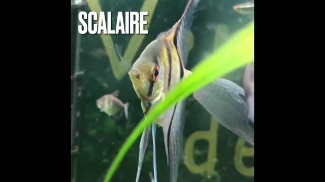 Aquarioculteur, un métier prometteur!