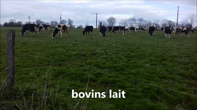 Des animaux bien élevés