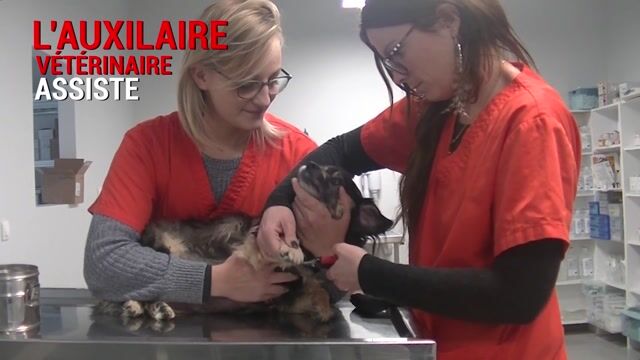 Auxiliaire vétérinaire
