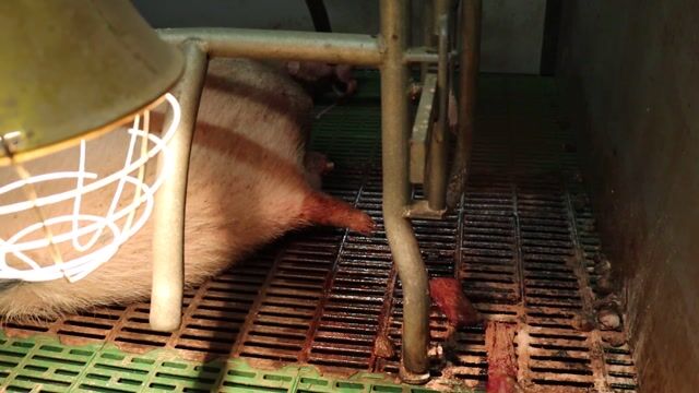 Dans les yeux du cochon