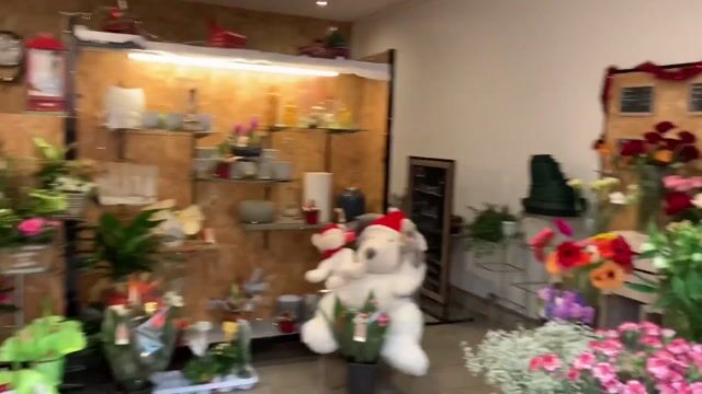 Une fleur nommée pervenche