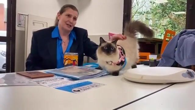 Je filme le métier de vendeur en animalerie