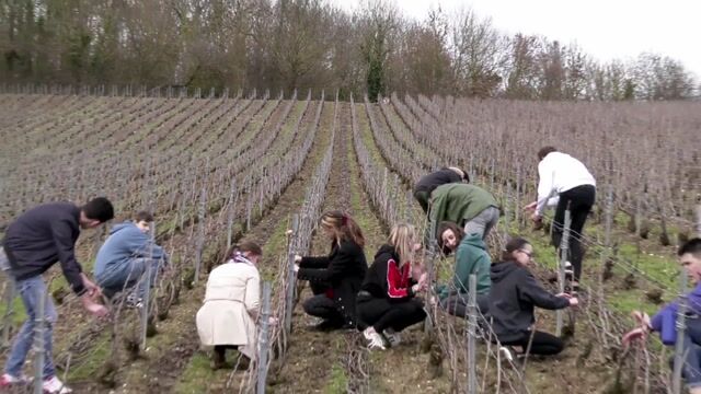 De la vigne aux bulles