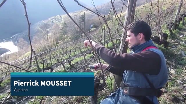 Le métier de vigneron