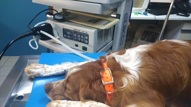 VETERINAIRE