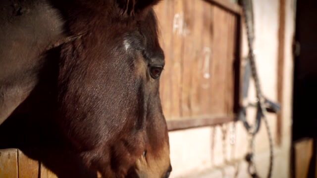 Le métier de moniteur d'équitation