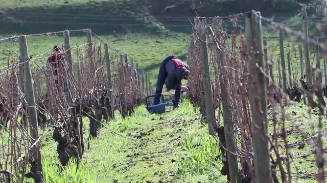 D5 - viticulteur - IUT de Roanne - concour je filme le métier qui me plaît