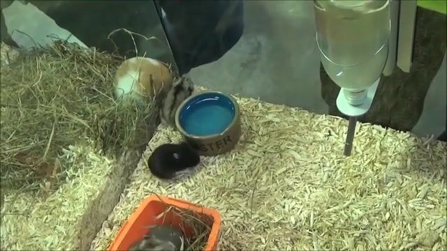 Conseiller de vente en animalerie