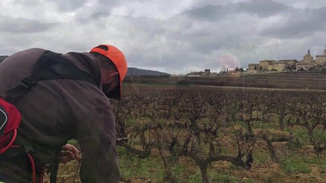 De la vigne à la bouteille