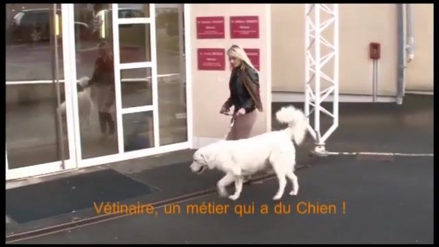 Vétérinaire, un métier qui a du chien
