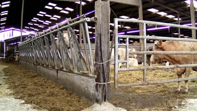 Pour 350 vaches et quelques taureaux