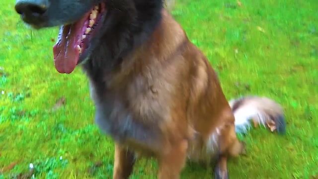 Le métier de comportementaliste canin