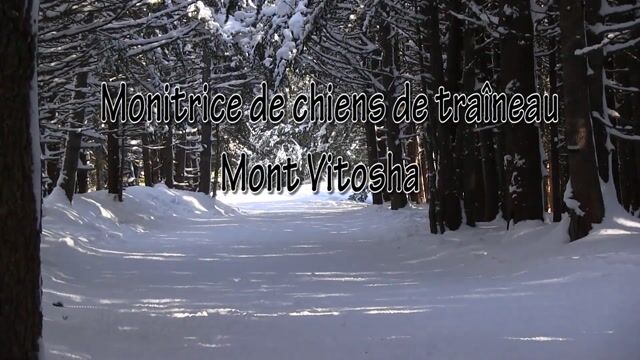 Monitrice de chiens de traîneau