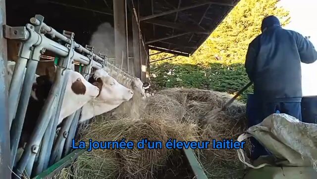 la journée d'un éleveur laitier
