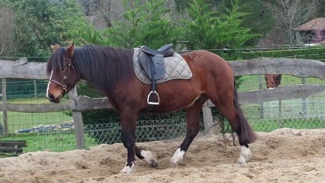 Monitrice d'équitation