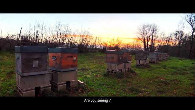 Apiculteur : le miel de la colère