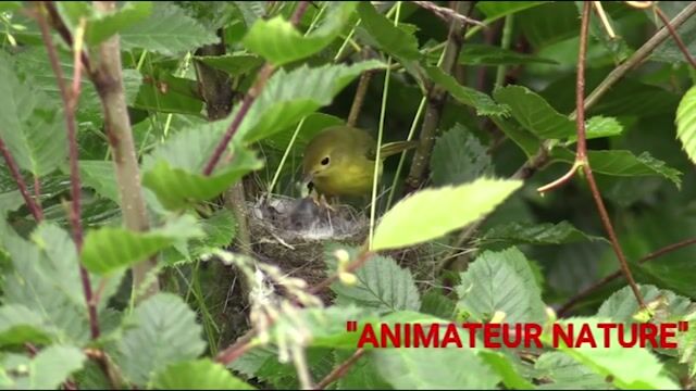 Animateur Nature