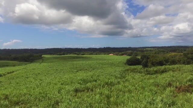 Conducteur d'engin agricole - Le chauffeur de cannes