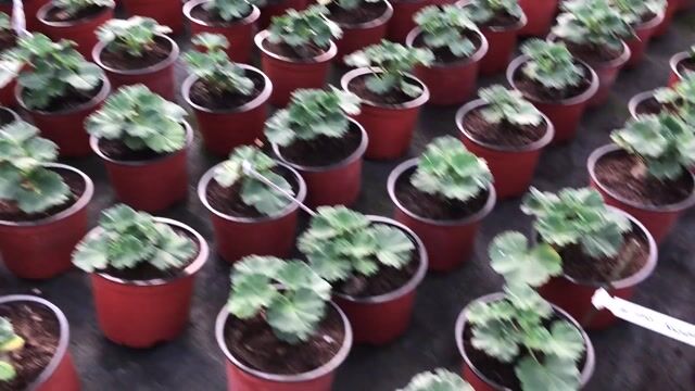 technicienne horticole un métier qui décolle