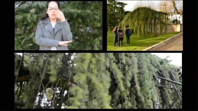 L'arbre qui pleure