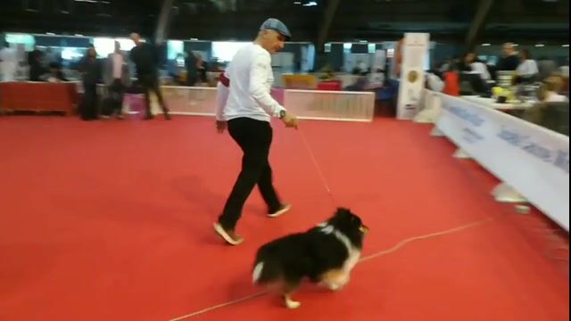 Les Chiens de Bresse