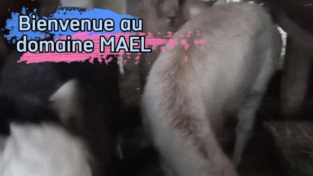 l'alimentation des animaux de la ferme